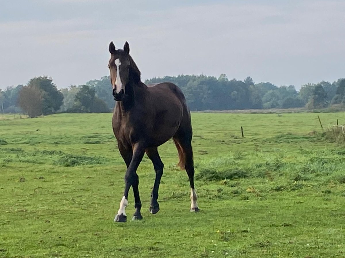 Oldenburger Stute 3 Jahre 163 cm Brauner in Varel