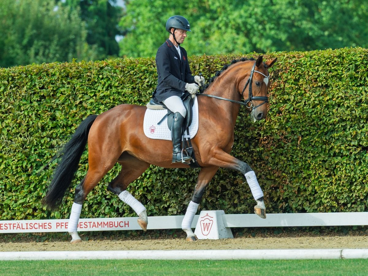 Oldenburger Stute 3 Jahre 164 cm Brauner in M&#xFC;nster-Handorf
