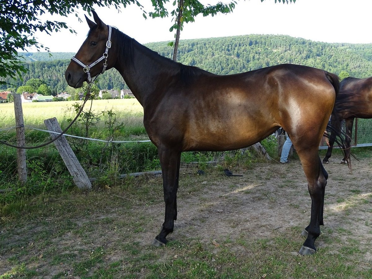 Oldenburger Stute 3 Jahre 165 cm Brauner in Fuldatal