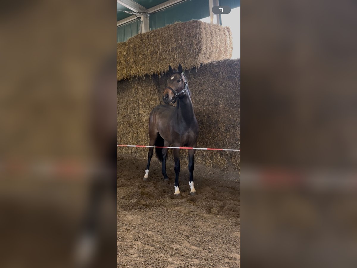 Oldenburger Stute 3 Jahre 165 cm Dunkelbrauner in Budapest