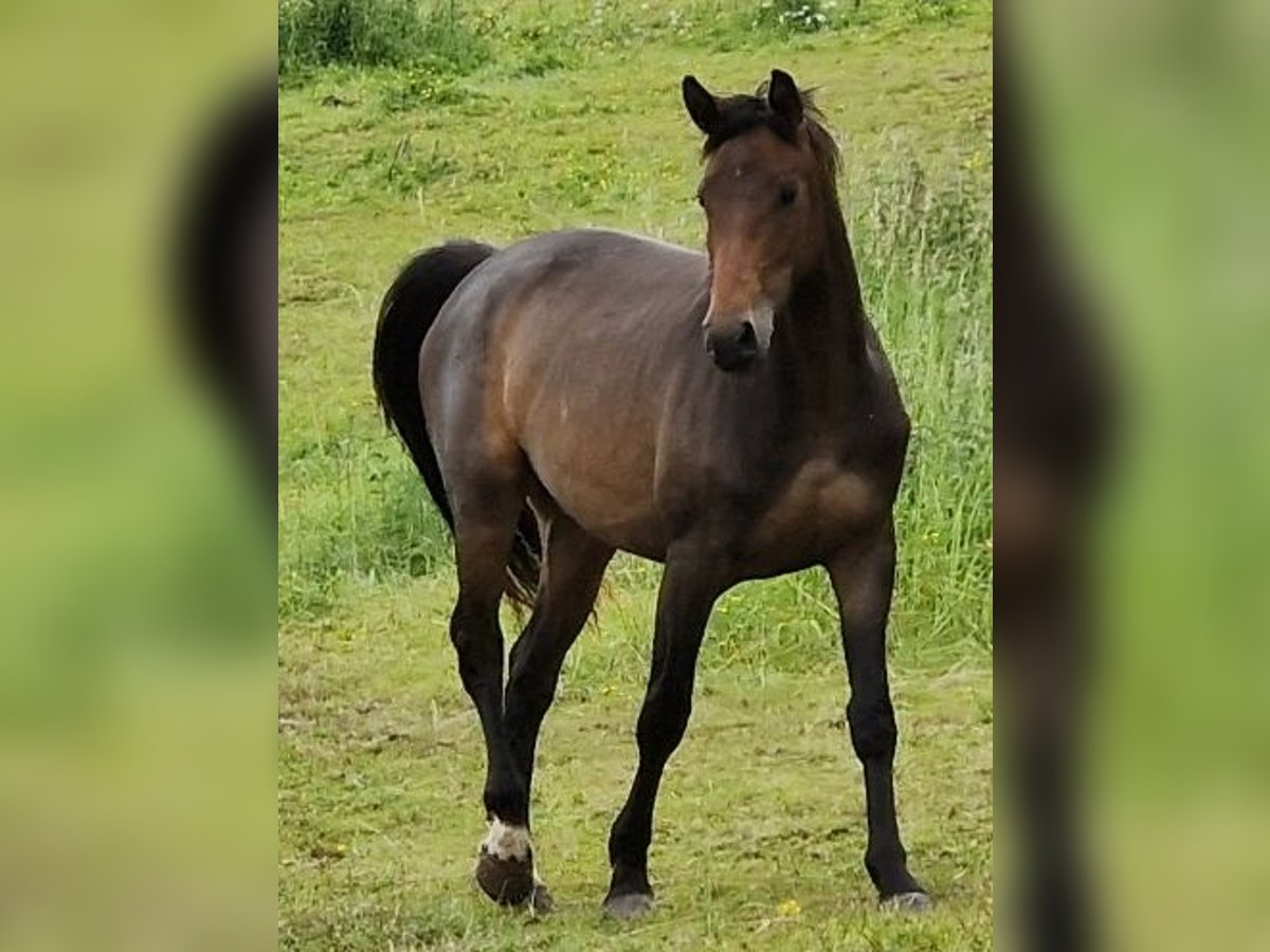 Oldenburger Stute 3 Jahre 165 cm Schwarzbrauner in Selters