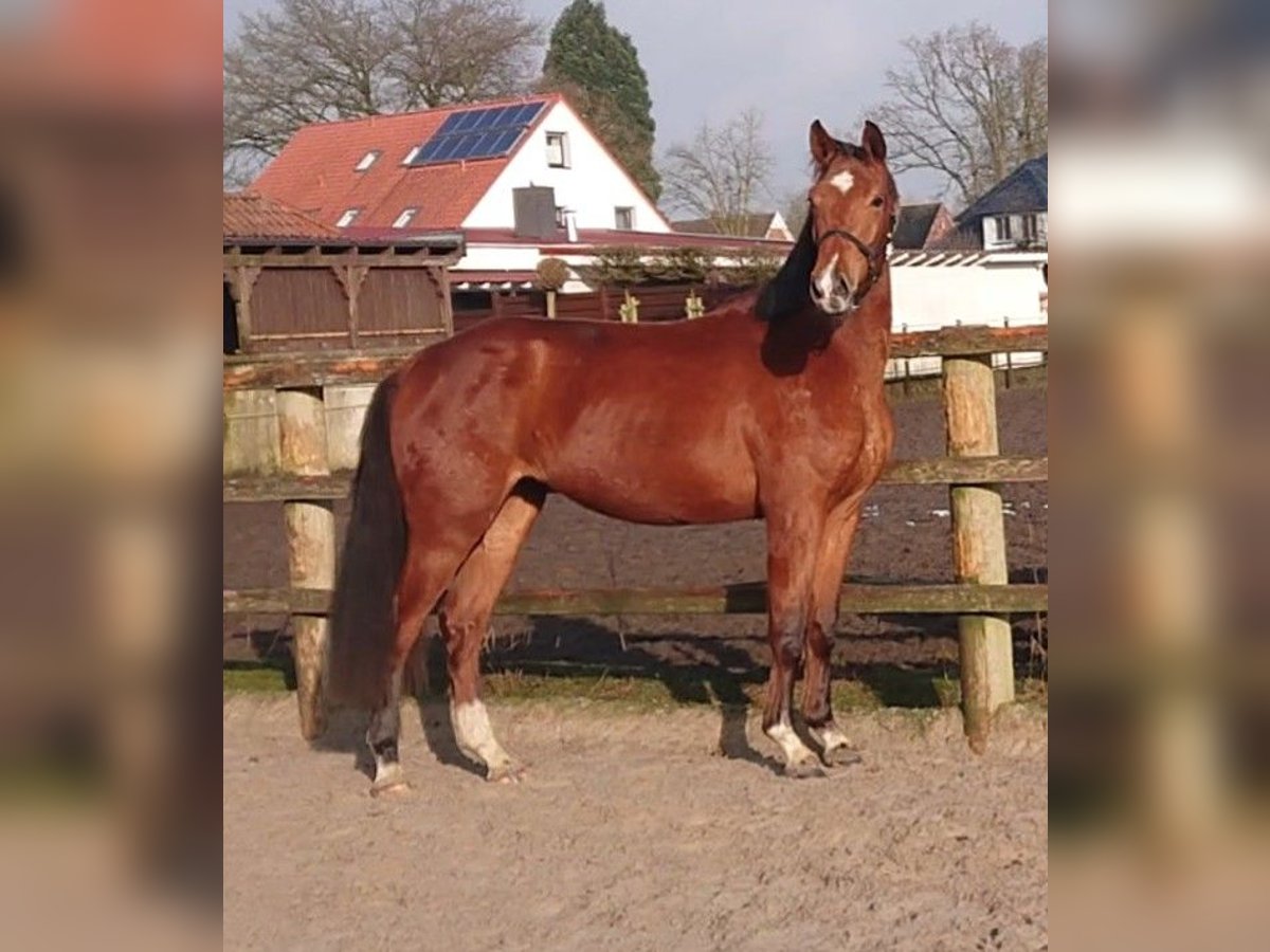 Oldenburger Stute 3 Jahre 166 cm Brauner in Damme