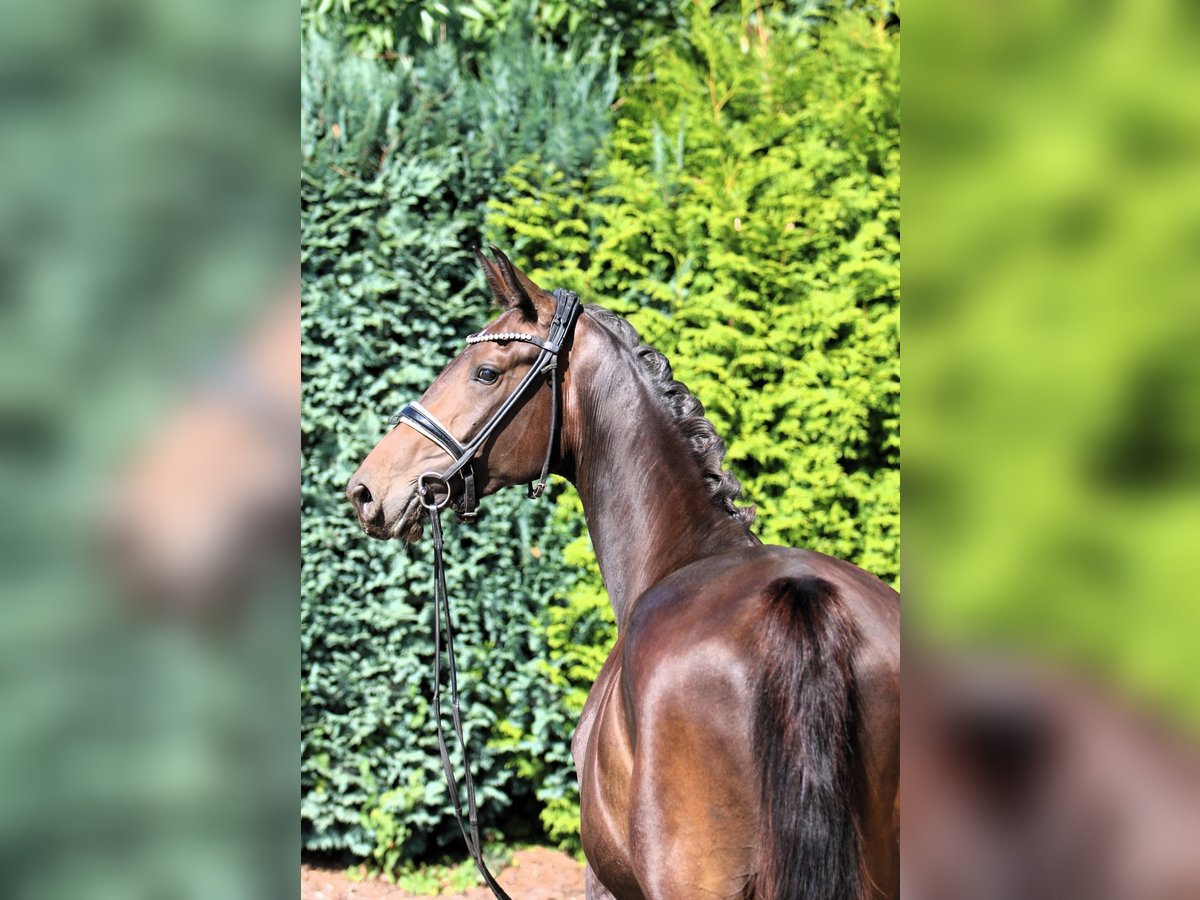 Oldenburger Stute 3 Jahre 166 cm Dunkelbrauner in B&#xF6;nen