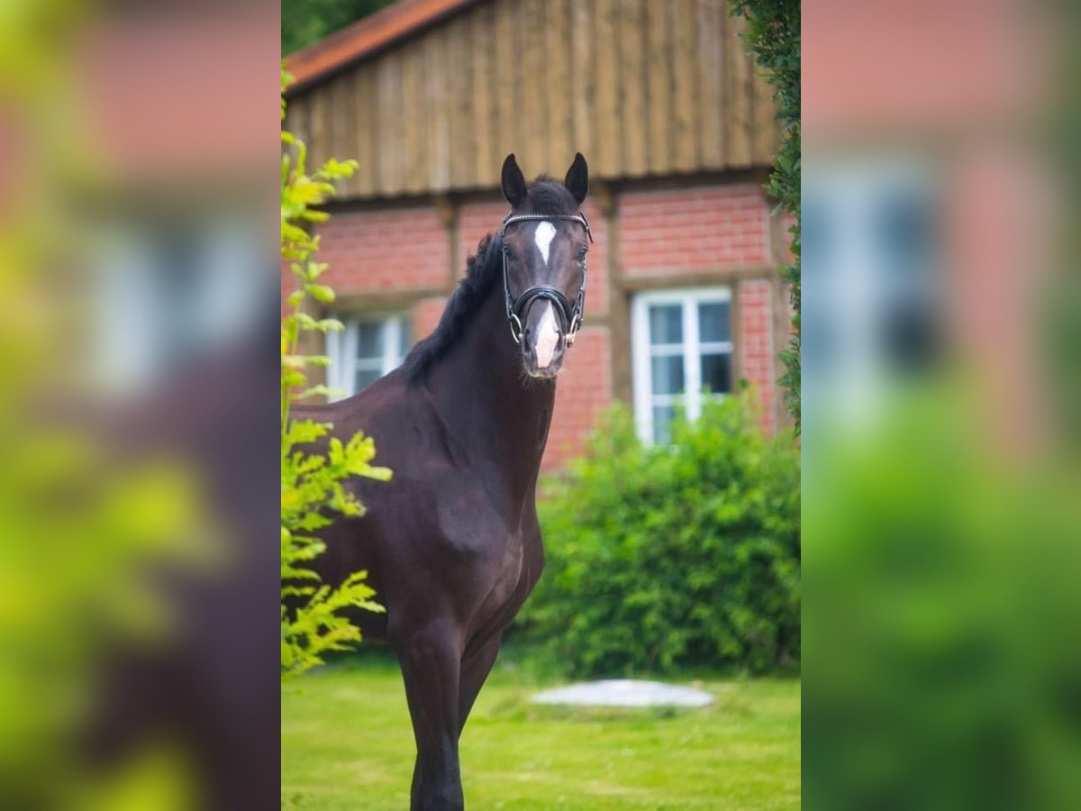 Oldenburger Stute 3 Jahre 166 cm Rappe in M&#xFC;nster