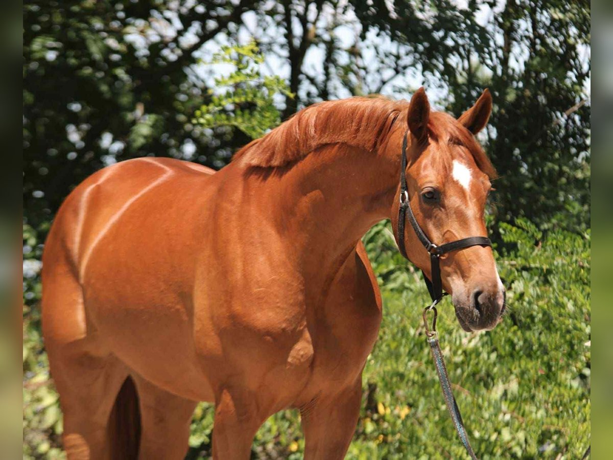 Oldenburger Stute 3 Jahre 167 cm Fuchs in B&#xE9;k&#xE9;scsaba