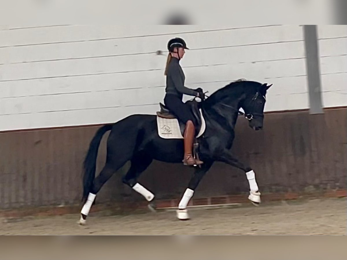 Oldenburger Stute 3 Jahre 167 cm Rappe in Lohne (Oldenburg)