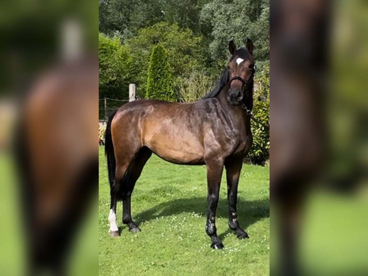 Oldenburger Stute 3 Jahre 168 cm Brauner in Puurs