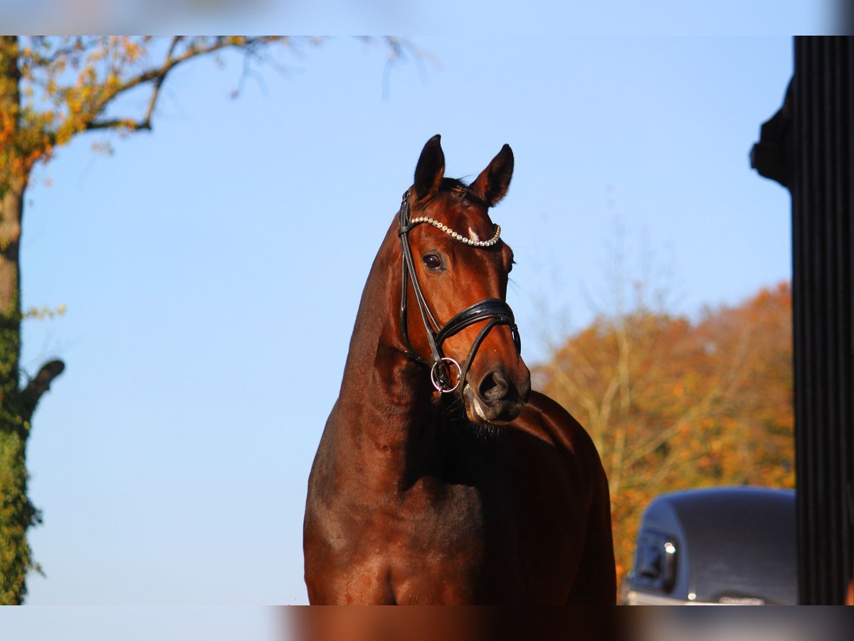 Oldenburger Stute 3 Jahre 168 cm Brauner in Bramsche