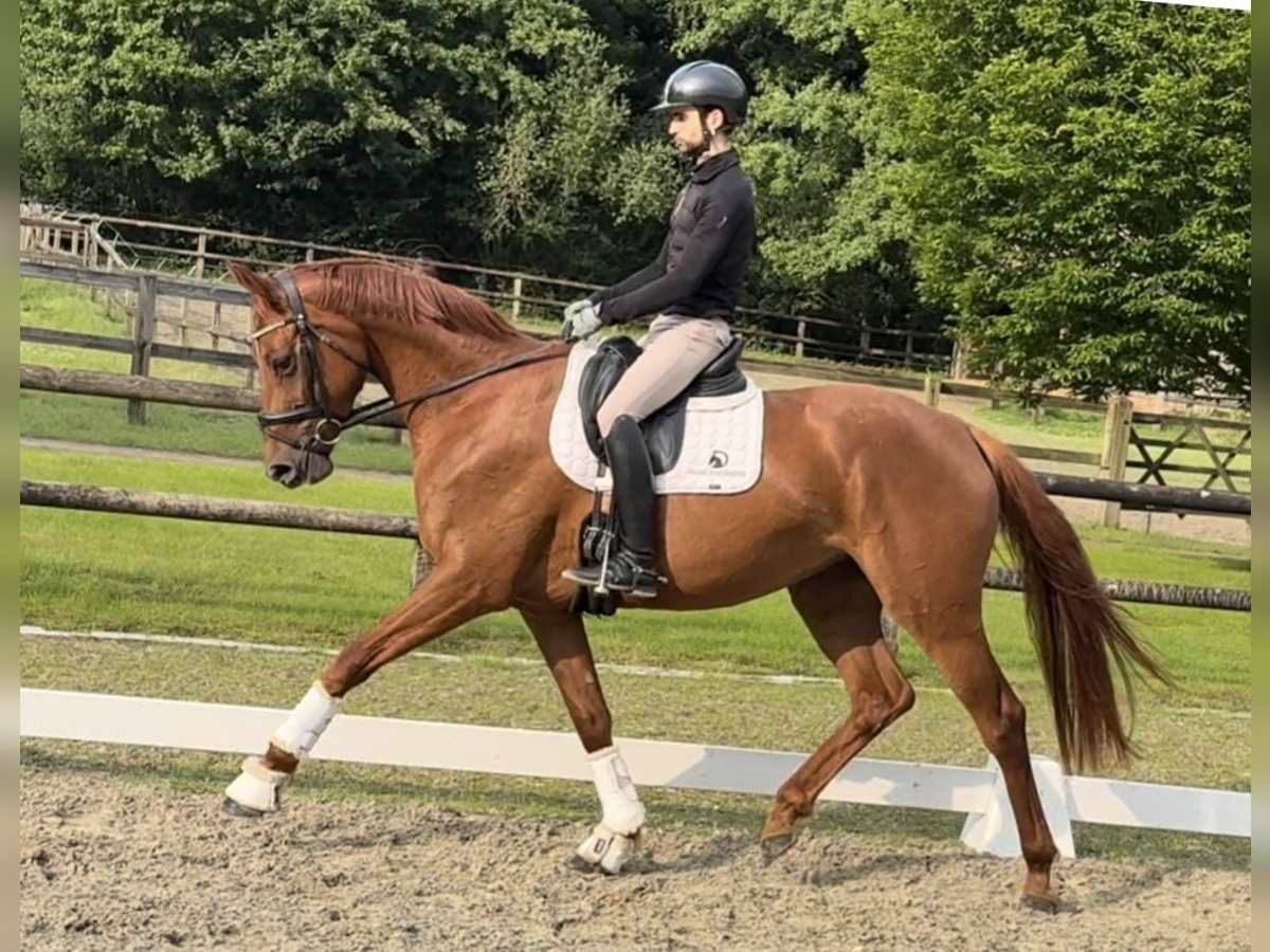 Oldenburger Stute 3 Jahre 168 cm Dunkelfuchs in Fürstenau Oldenburger Stute 3 Jahre 168 cm Dunkelfuchs in Fürstenau