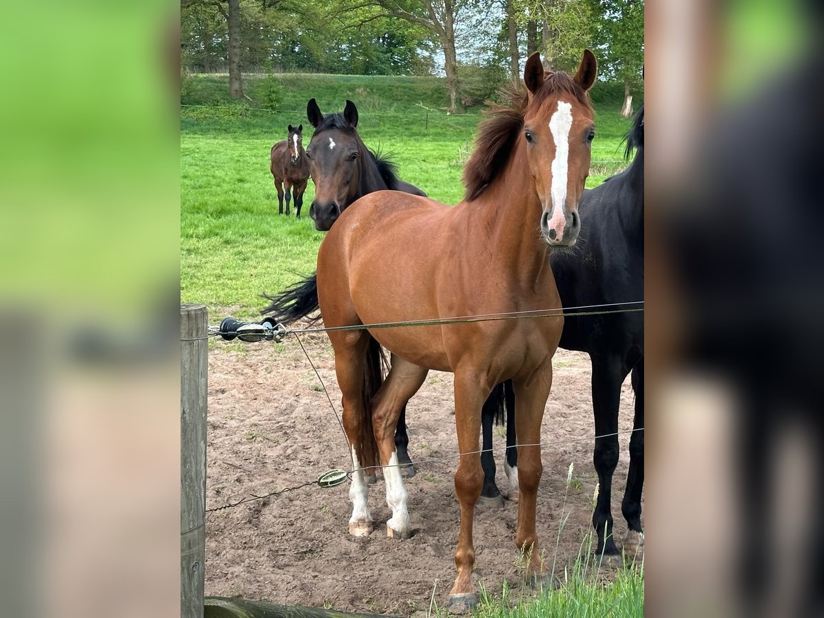 Oldenburger Stute 3 Jahre 168 cm Fuchs in L&#xF6;ningen