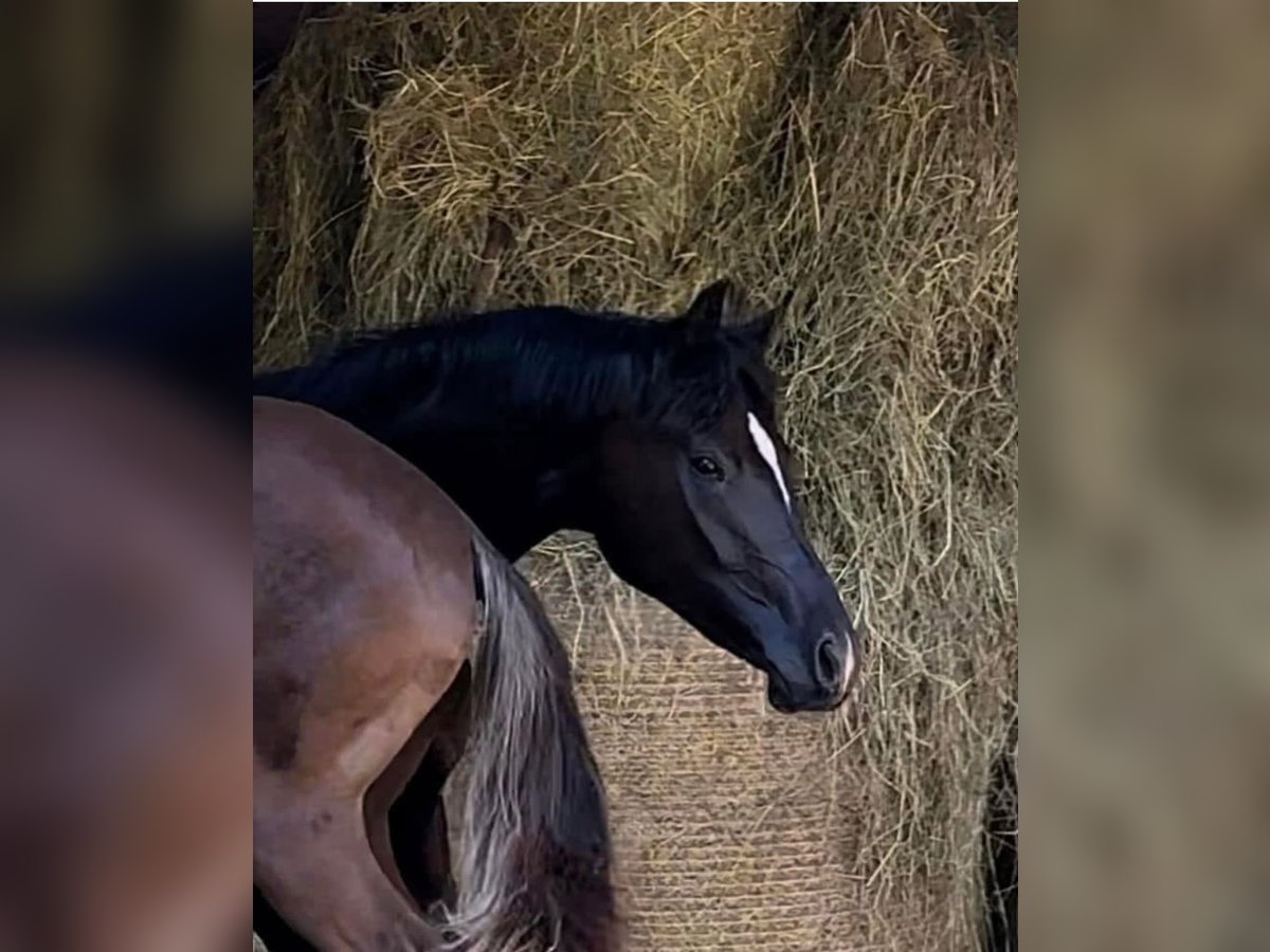 Oldenburger Stute 3 Jahre 168 cm Rappe in Vechta