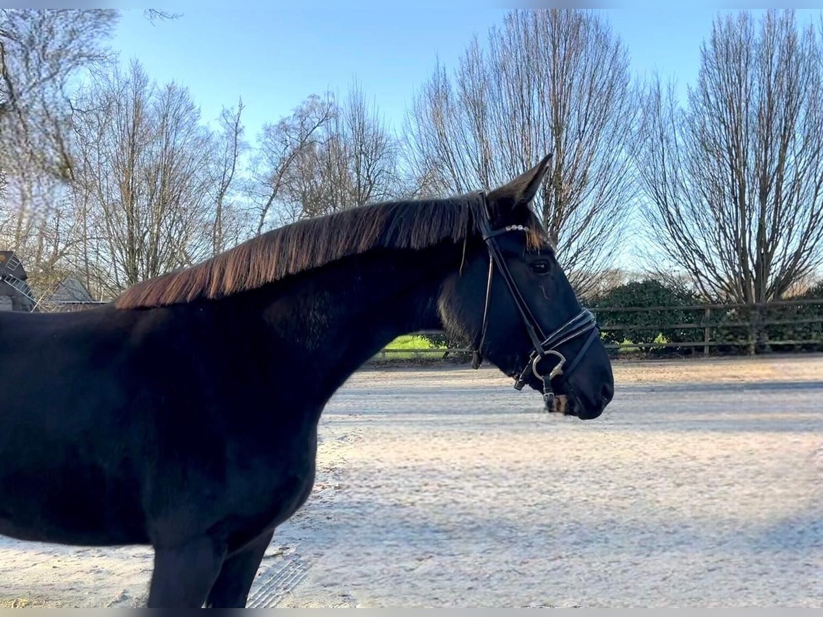 Oldenburger Stute 3 Jahre 168 cm Rappe in Drantum