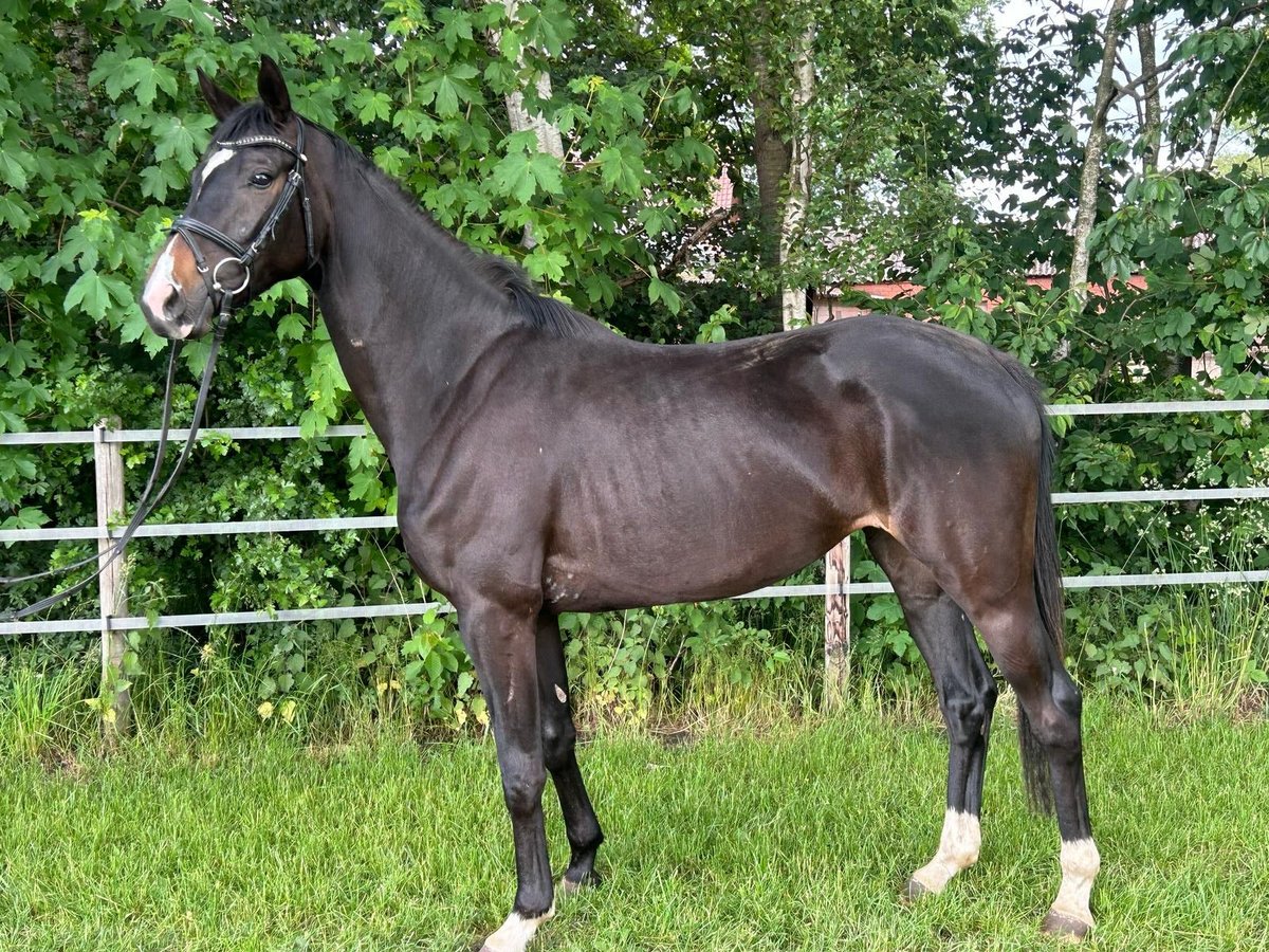Oldenburger Stute 3 Jahre 168 cm Schwarzbrauner in Molbergen