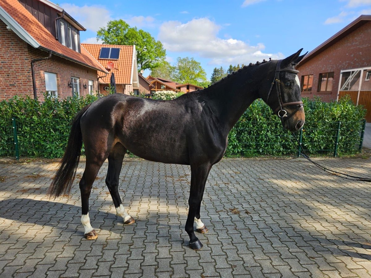 Oldenburger Stute 3 Jahre 168 cm Schwarzbrauner in Molbergen