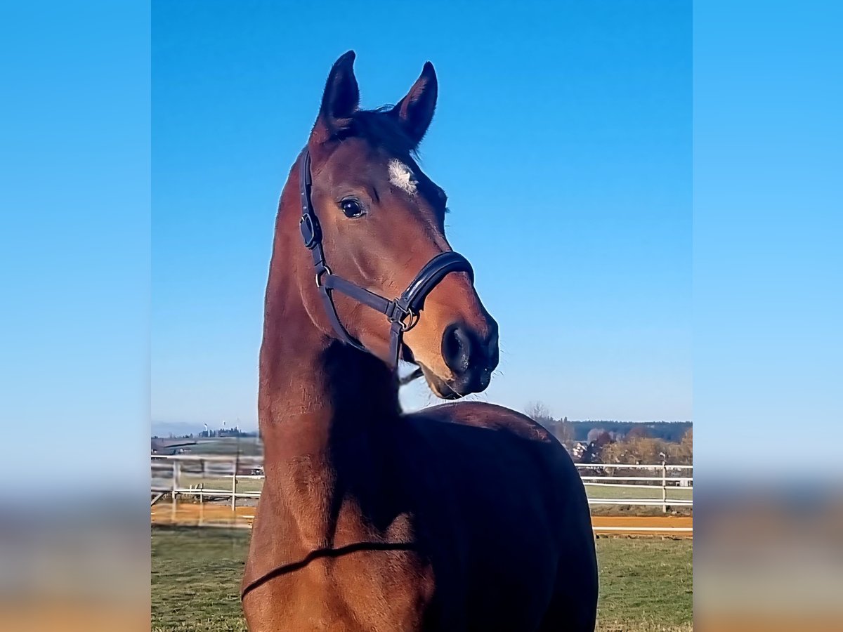 Oldenburger Stute 3 Jahre 169 cm Brauner in Rehau