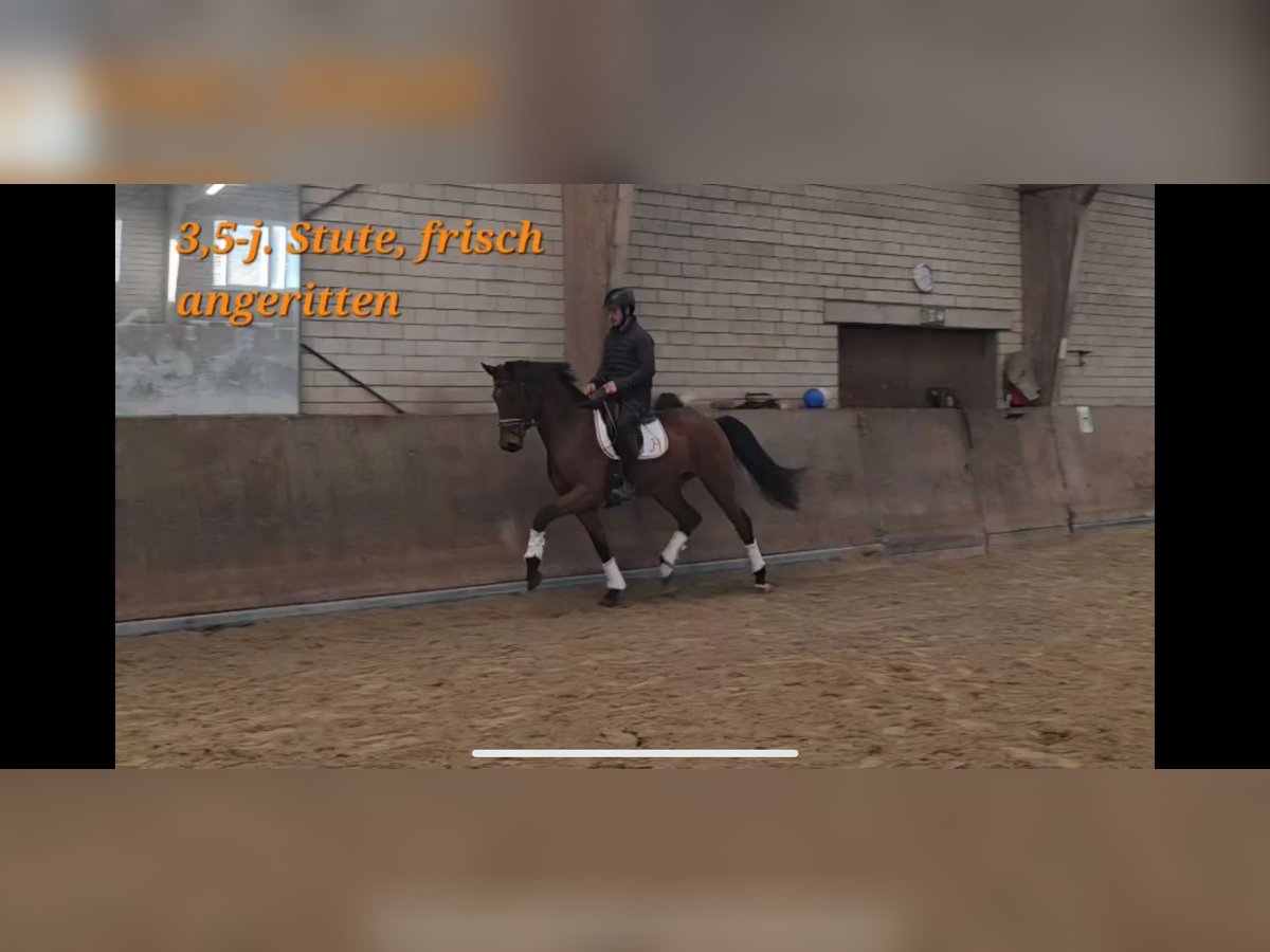 Oldenburger Stute 3 Jahre 169 cm Brauner in K&#xFC;rten