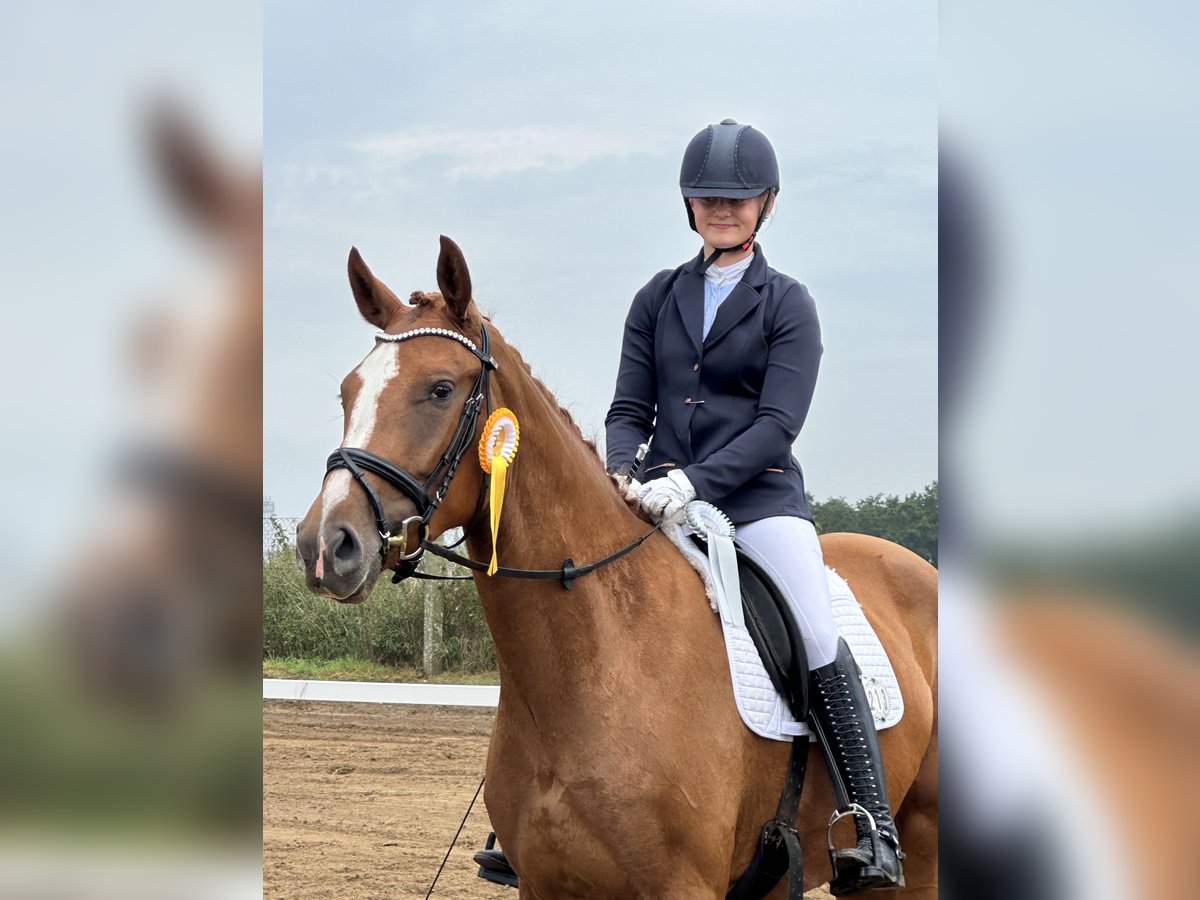 Oldenburger Stute 3 Jahre 170 cm Fuchs in Nauen