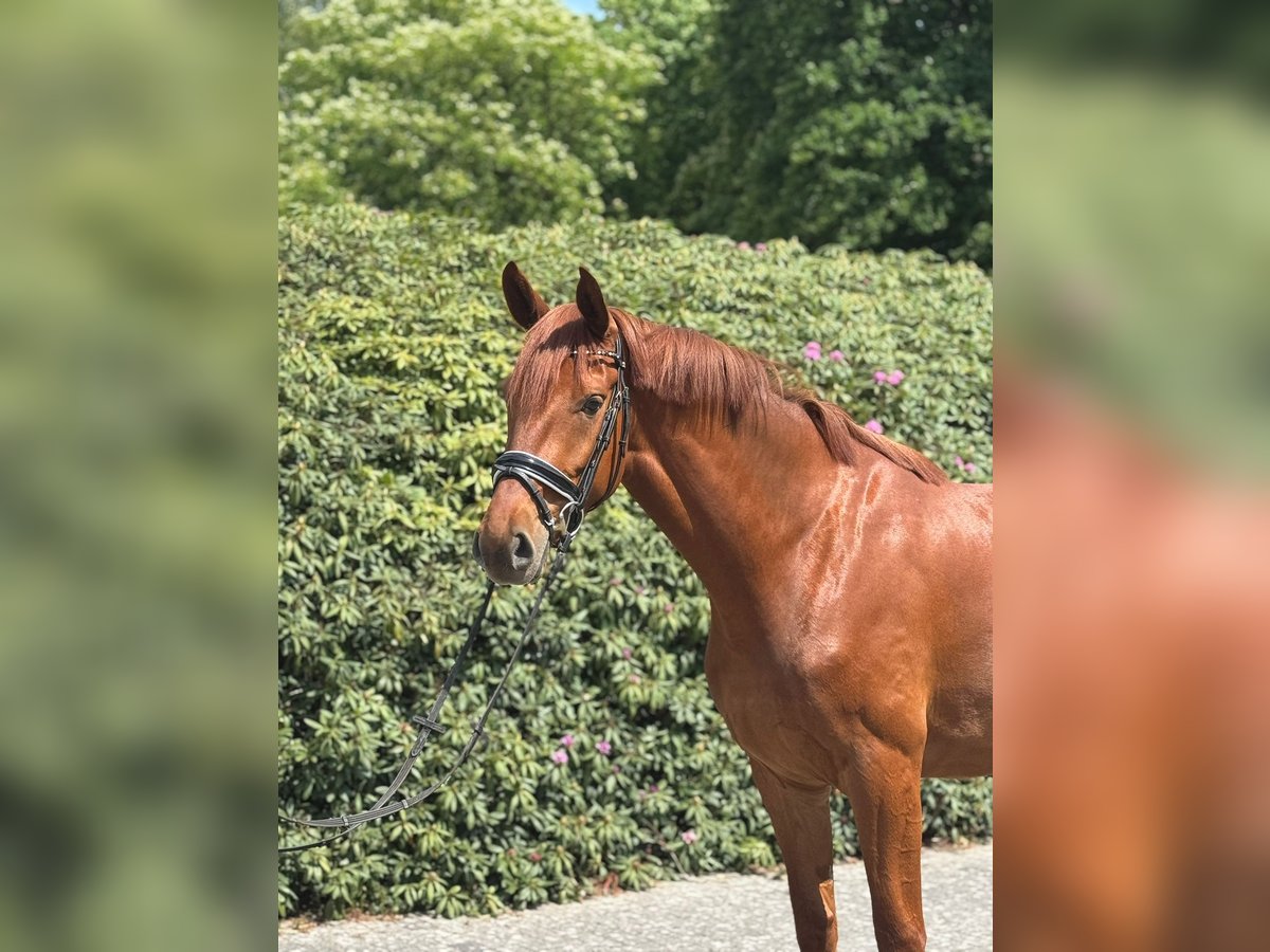 Oldenburger Stute 3 Jahre 170 cm Fuchs in Rastede