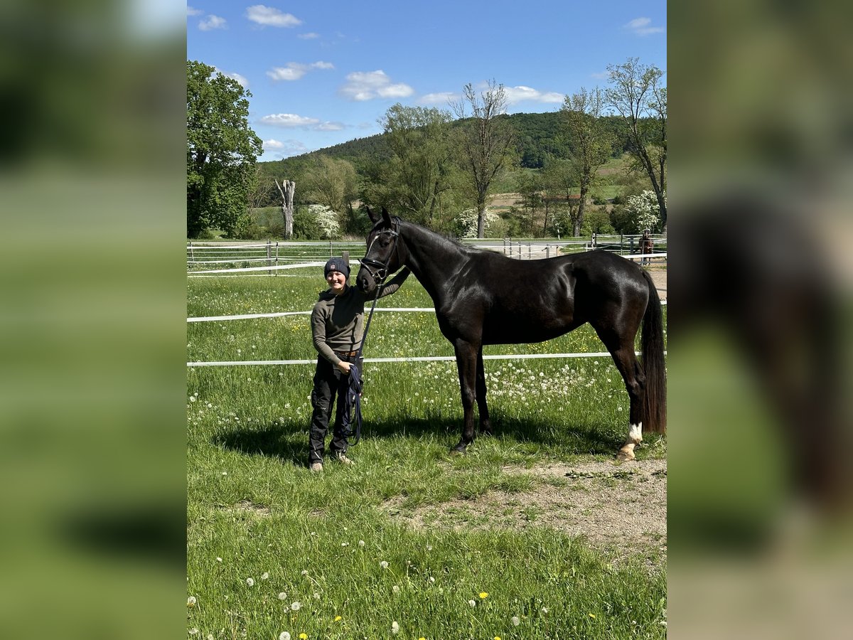 Oldenburger Stute 3 Jahre 170 cm Rappe in Thalm&#xE4;ssing