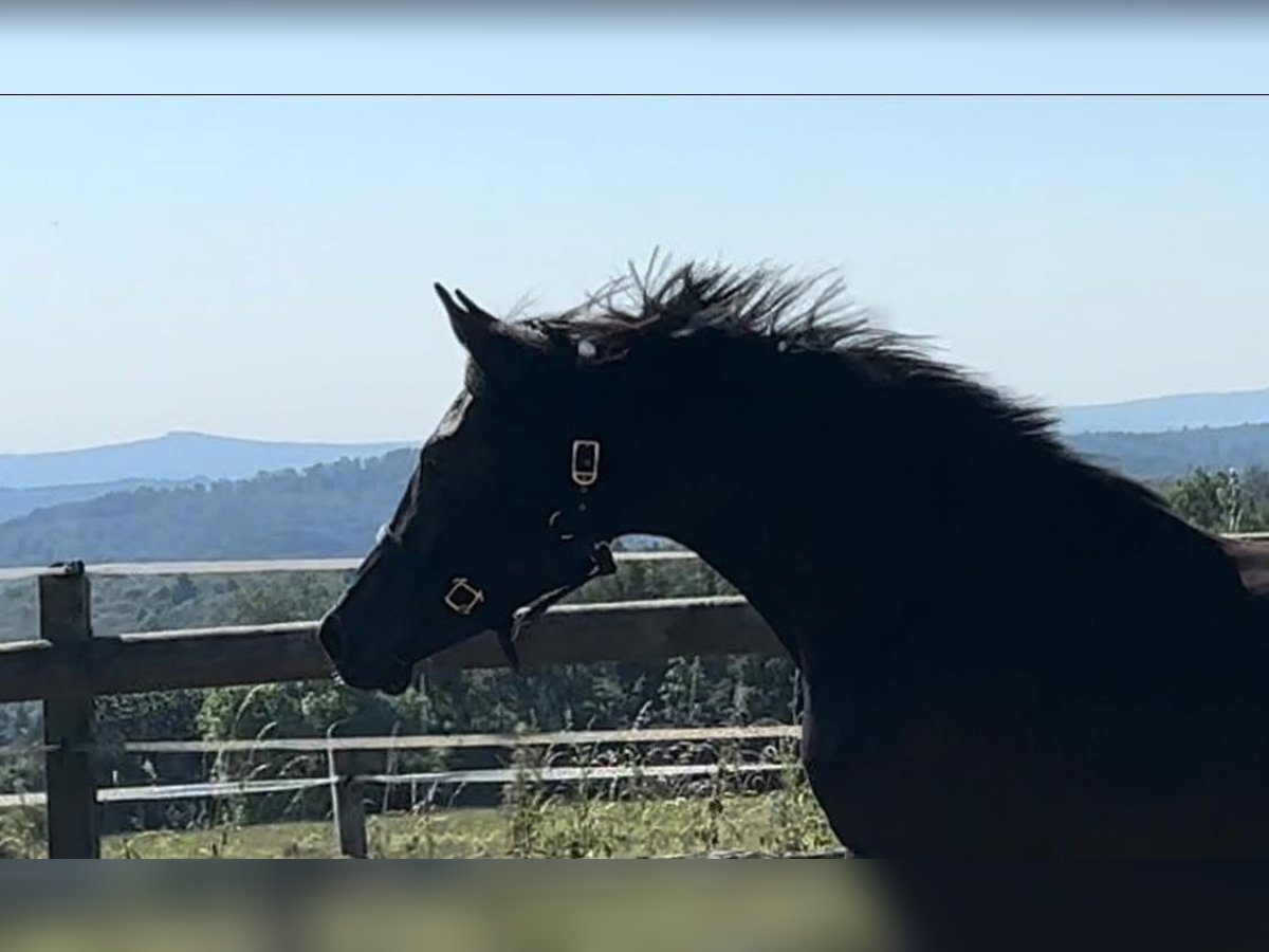 Oldenburger Stute 3 Jahre 170 cm Rappe in Vechta