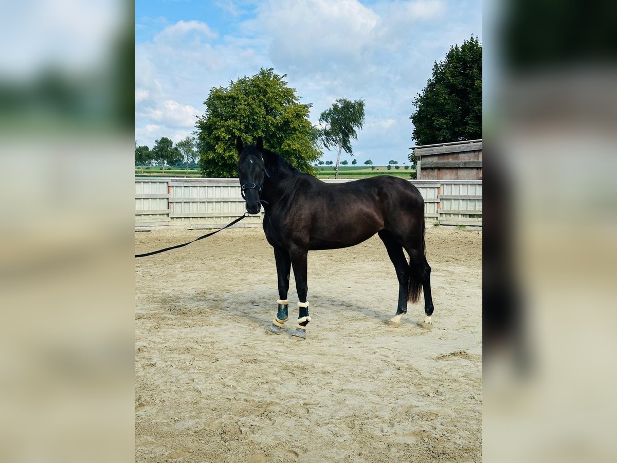 Oldenburger Stute 3 Jahre 170 cm Rappe in Hildesheim