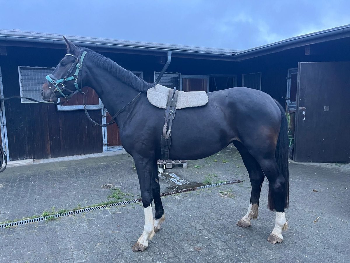 Oldenburger Stute 3 Jahre 170 cm Schwarzbrauner in Strausberg Oldenburger Stute 3 Jahre 170 cm Schwarzbrauner in Strausberg