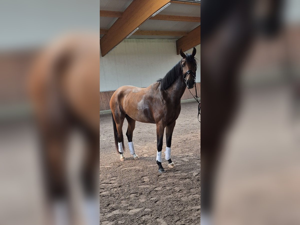 Oldenburger Stute 3 Jahre 172 cm Brauner in Blomberg