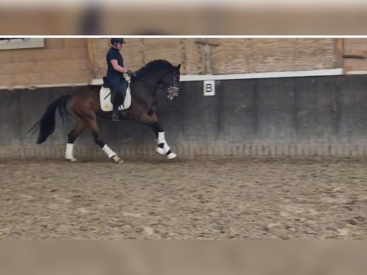 Oldenburger Stute 3 Jahre 172 cm Brauner in Blomberg