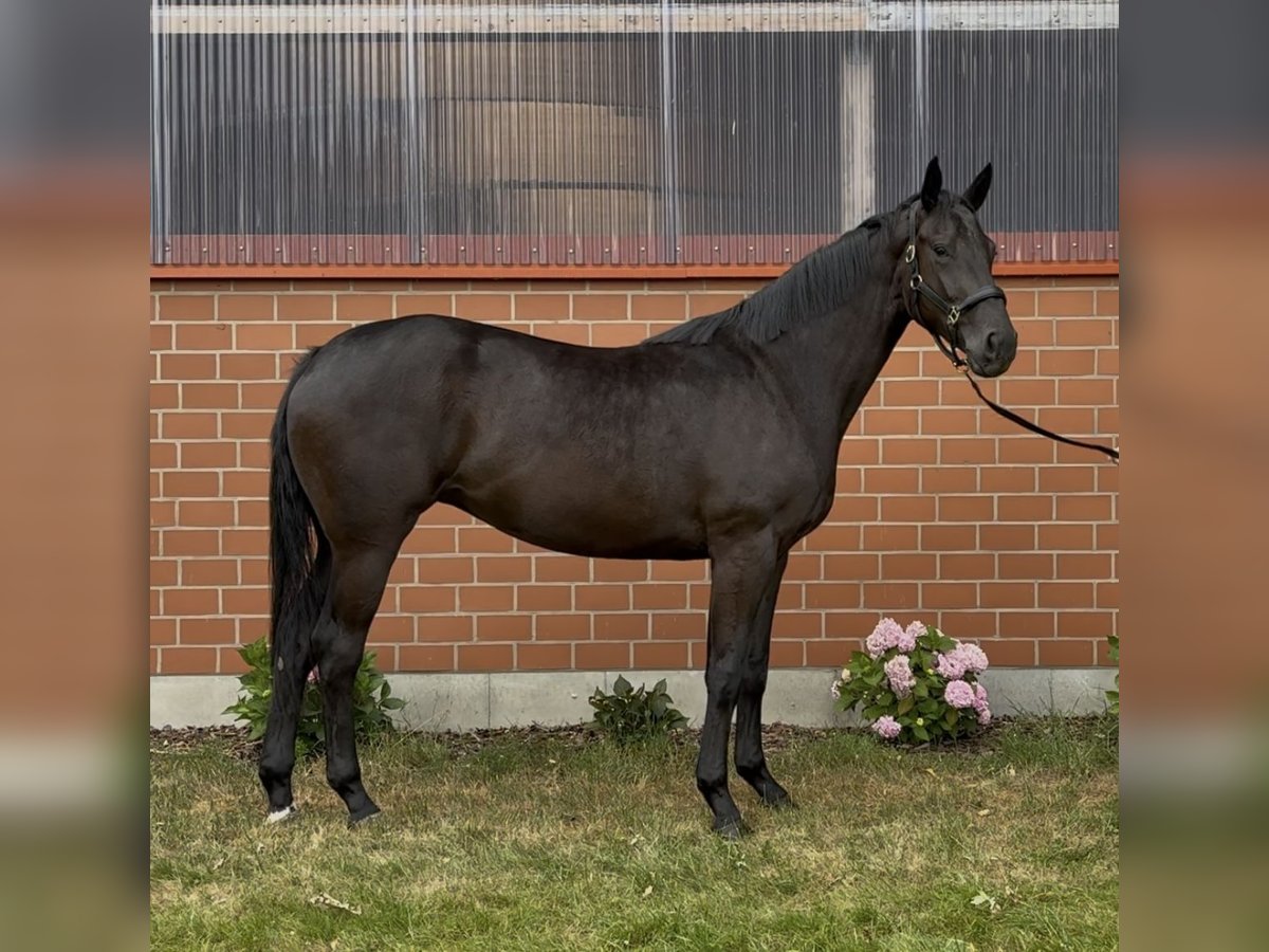 Oldenburger Stute 3 Jahre 172 cm Rappe in Barver
