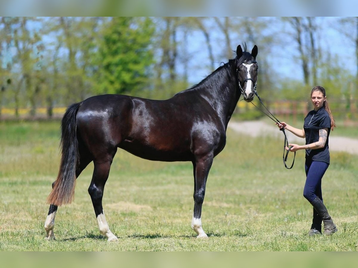Oldenburger Stute 3 Jahre 173 cm in Stud