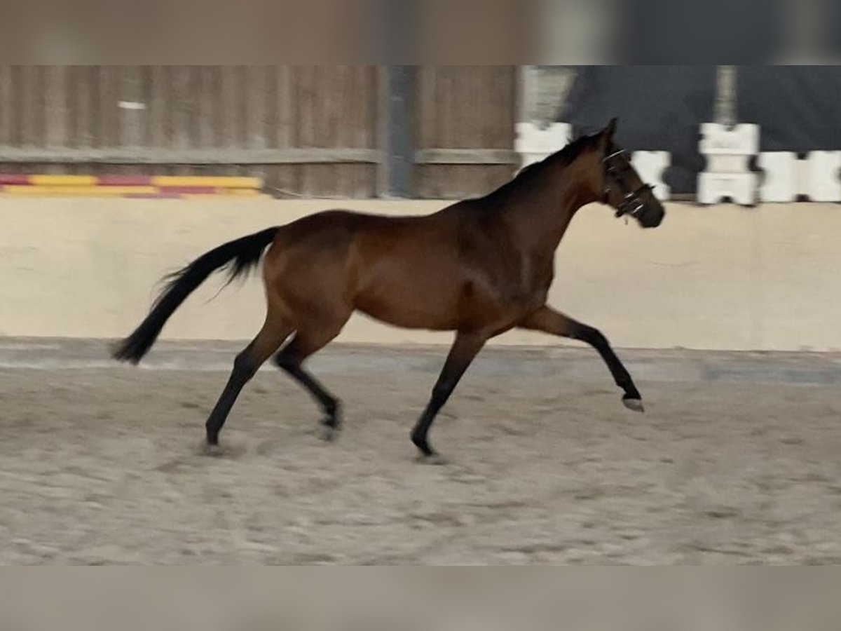 Oldenburger Stute 4 Jahre 158 cm Brauner in W&#xFC;rzburg