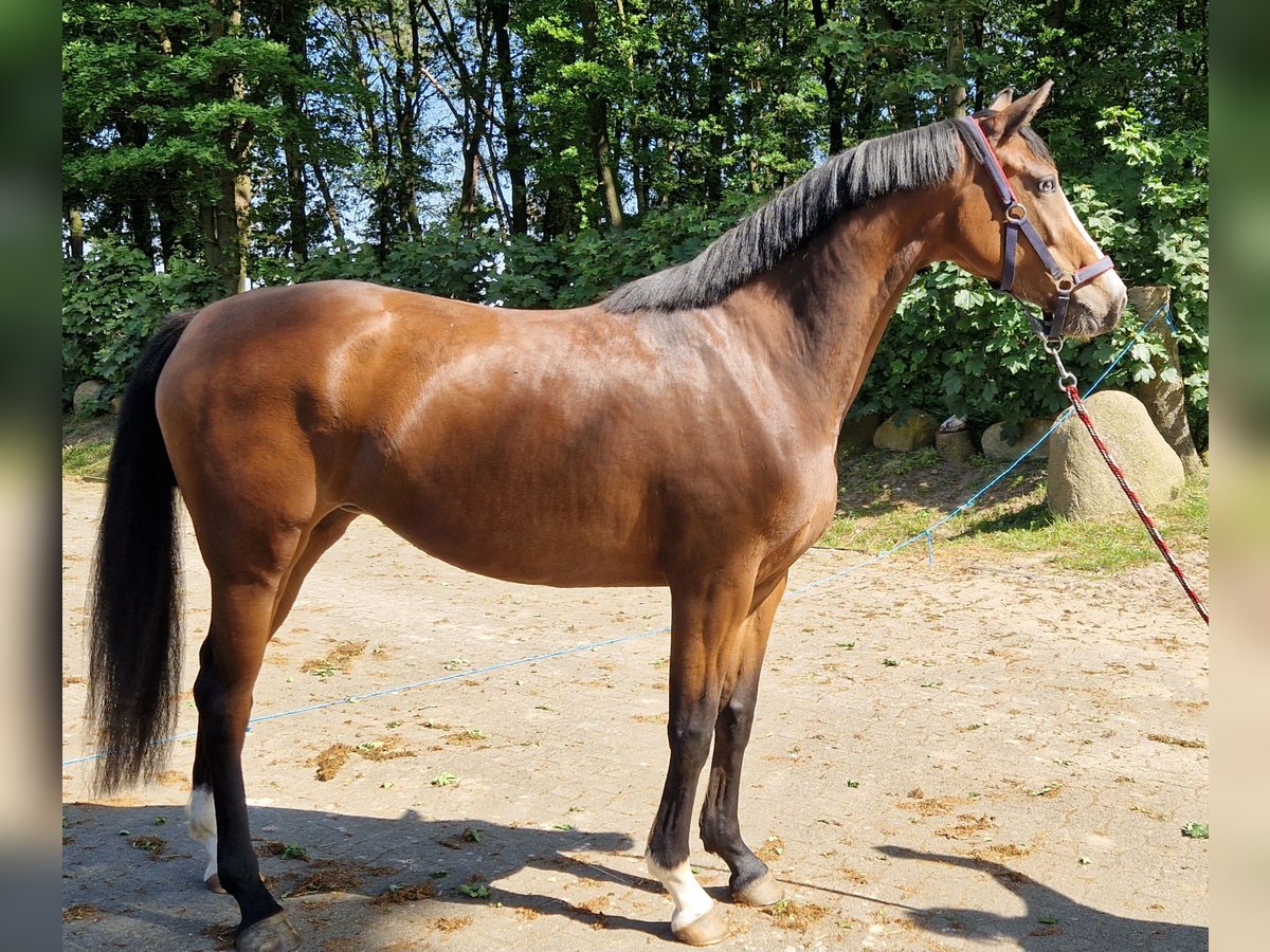 Oldenburger Stute 4 Jahre 160 cm Brauner in Lindern (Oldenburg)