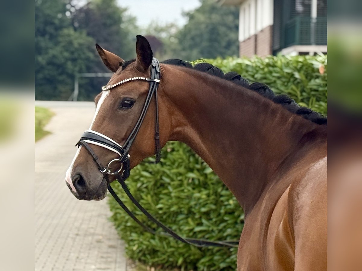Oldenburger Stute 4 Jahre 160 cm Brauner in Visbek