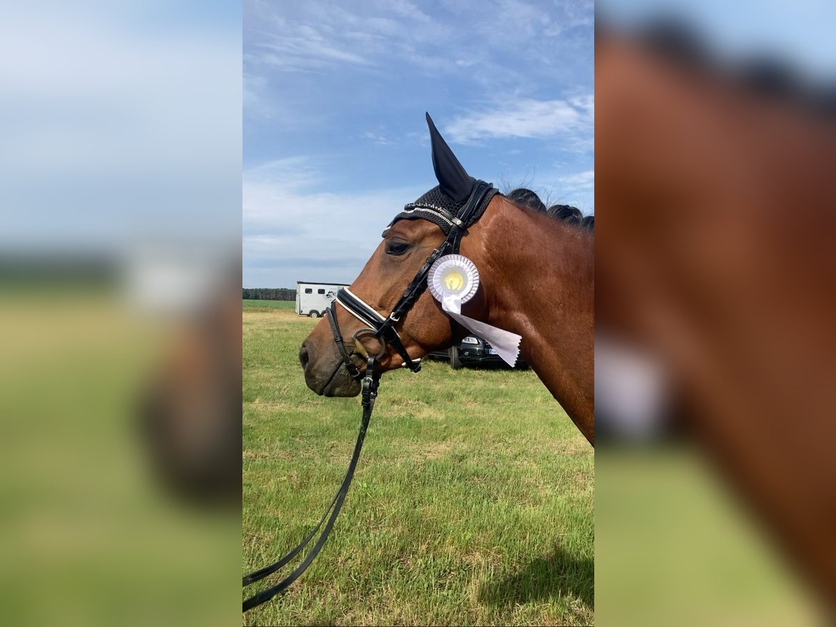 Oldenburger Stute 4 Jahre 161 cm Brauner in Bismark (Altmark) OT Gr&#xE4;venitz