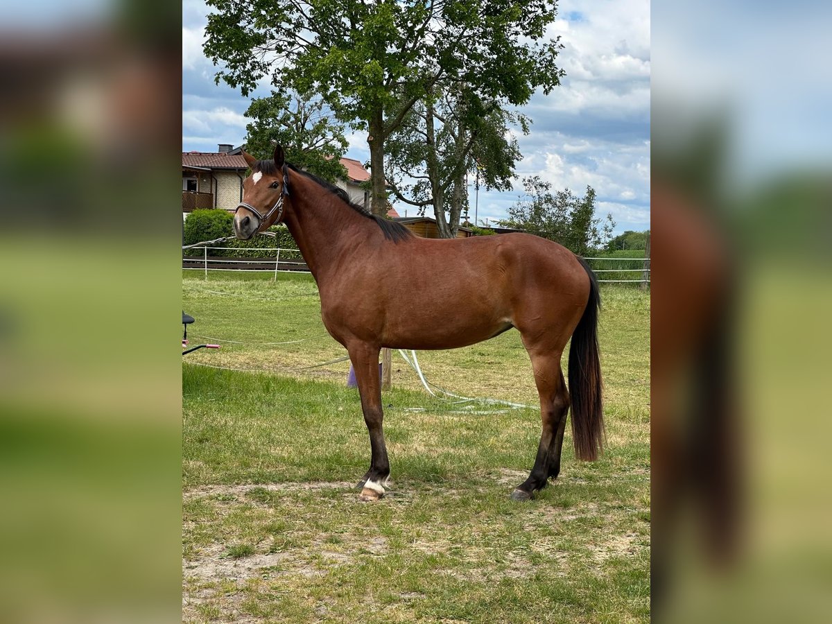Oldenburger Stute 4 Jahre 162 cm Brauner in Melle Oldenburger Stute 4 Jahre 162 cm Brauner in Melle