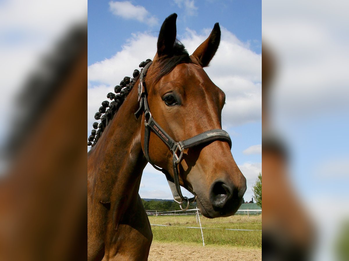 Oldenburger Stute 4 Jahre 162 cm Brauner in Kronberg im Taunus