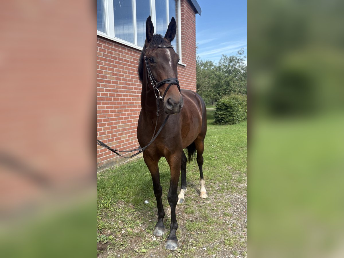 Oldenburger Stute 4 Jahre 163 cm Brauner in Emlichheim