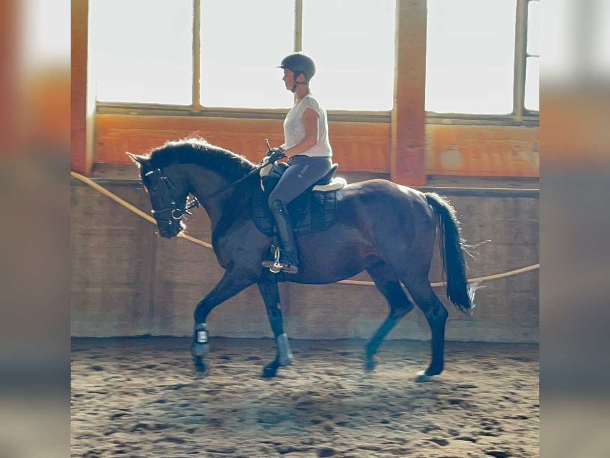 Oldenburger Stute 4 Jahre 163 cm Rappe in Schlaitz