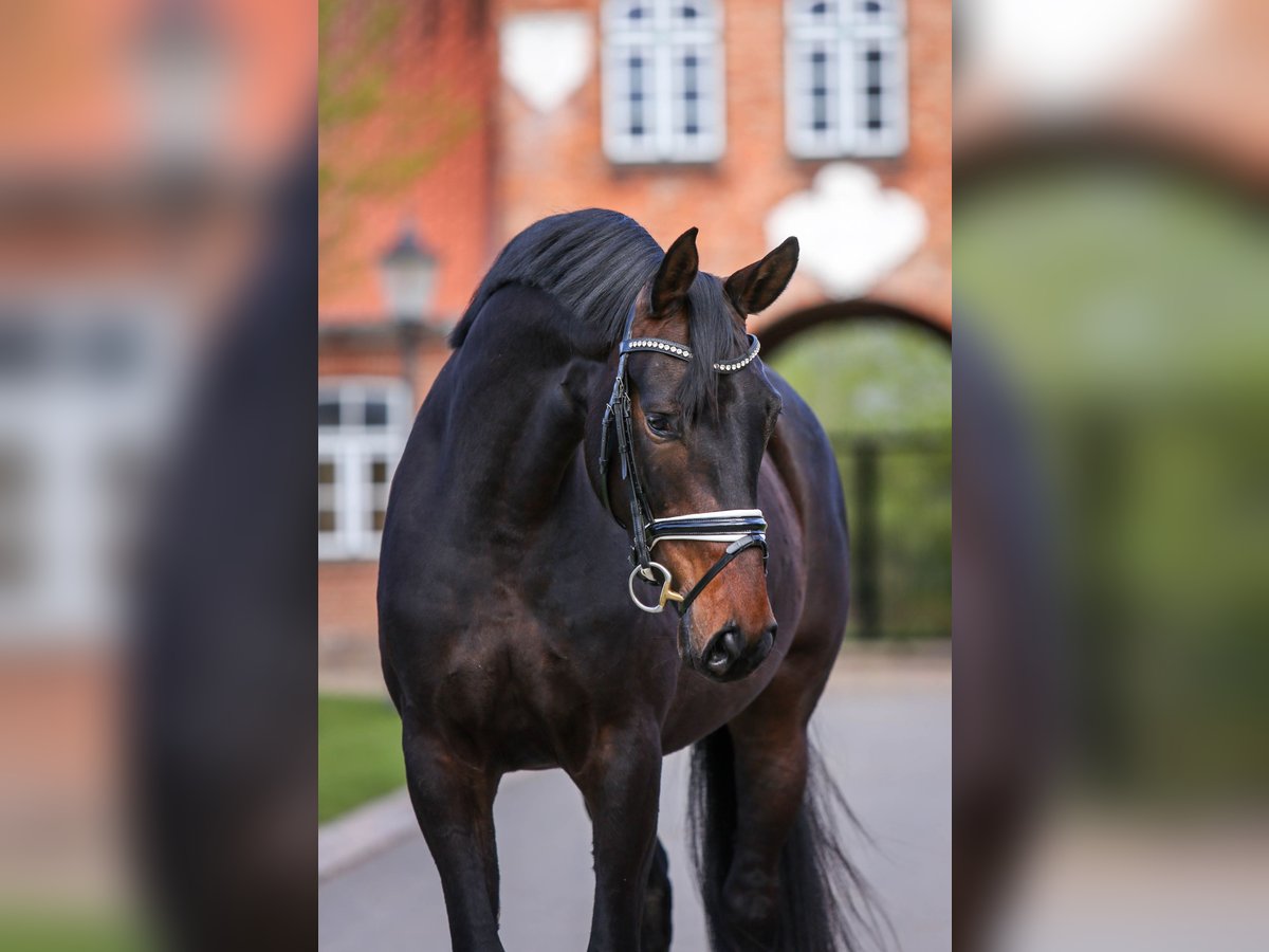 Oldenburger Stute 4 Jahre 163 cm Schwarzbrauner in Grebin