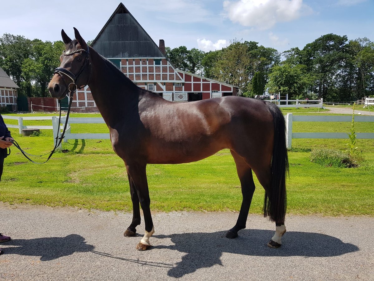 Oldenburger Stute 4 Jahre 164 cm Brauner in Cuxhaven