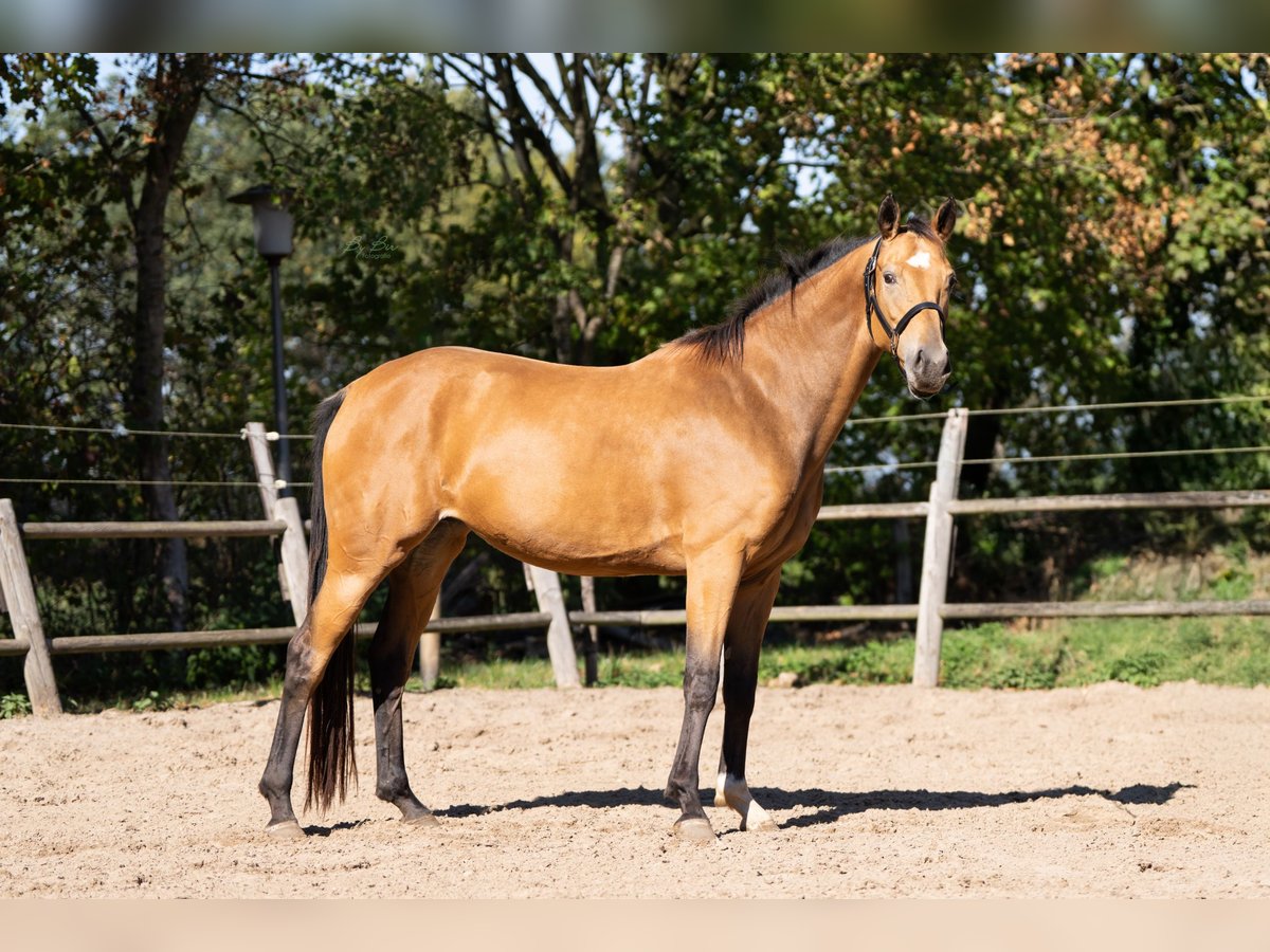 Oldenburger Stute 4 Jahre 164 cm Buckskin in Ulicotenulicoten
