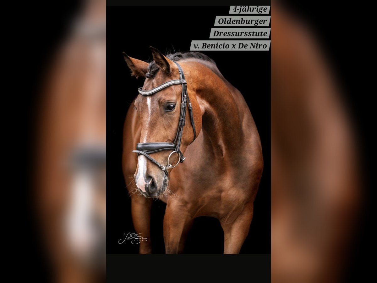 Oldenburger Stute 4 Jahre 165 cm Brauner in Stolberg (Rheinland)
