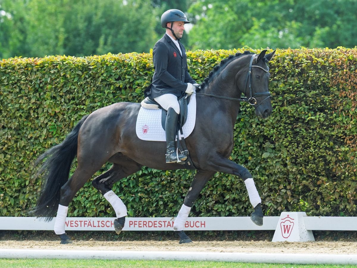 Oldenburger Stute 4 Jahre 165 cm Rappe in M&#xFC;nster-Handorf