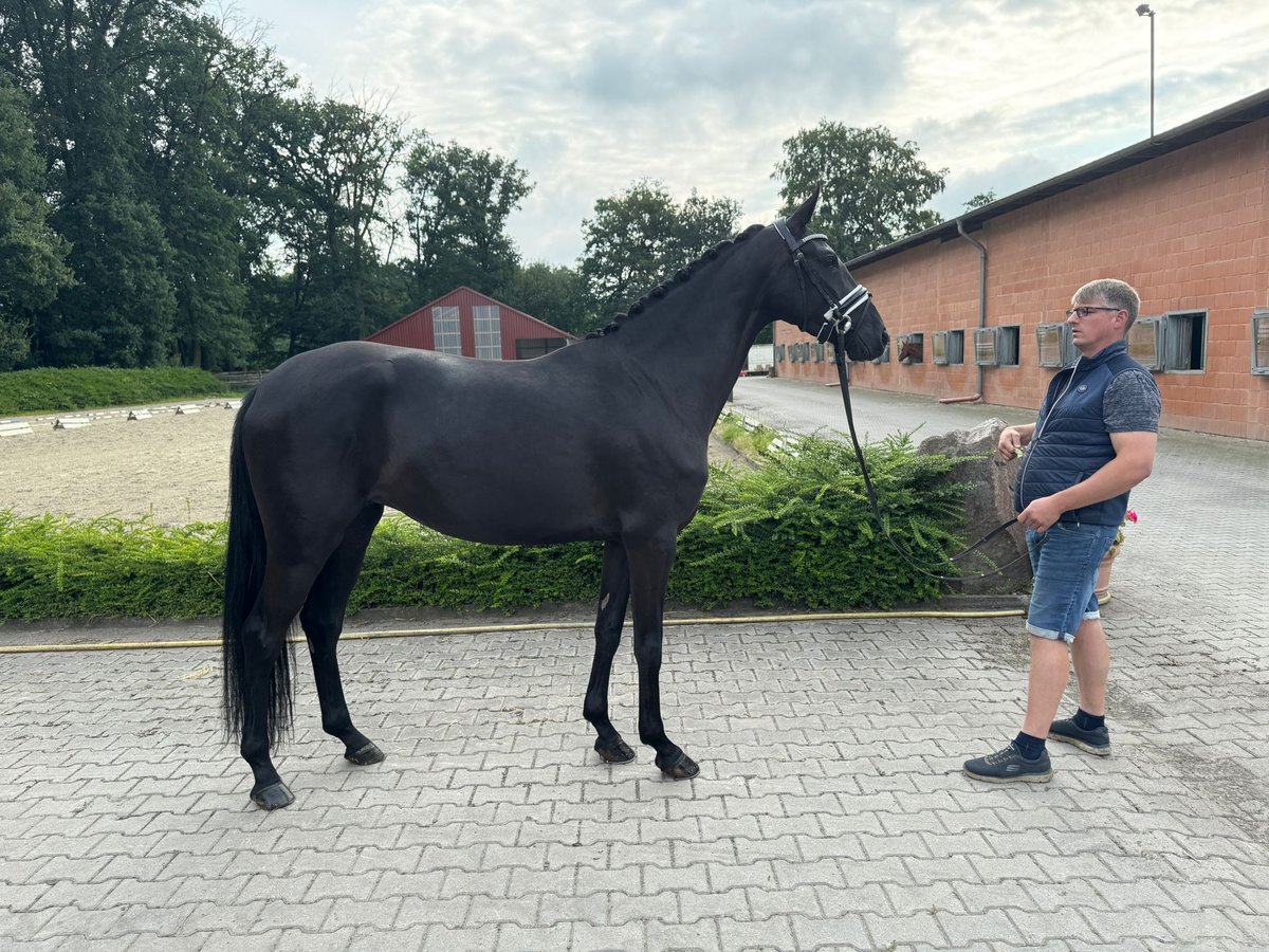 Oldenburger Stute 4 Jahre 165 cm Rappe in Visbek