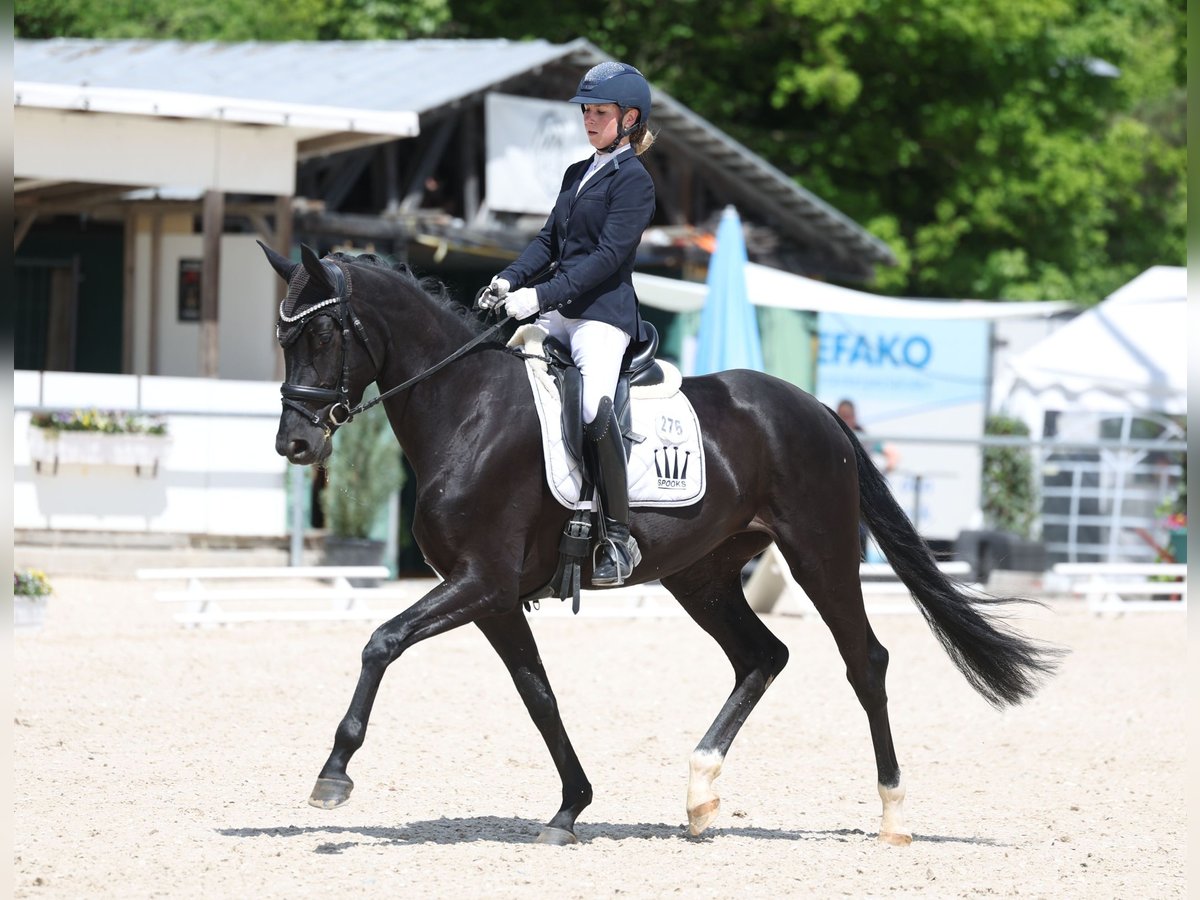 Oldenburger Stute 4 Jahre 165 cm Rappe in Waiblingen