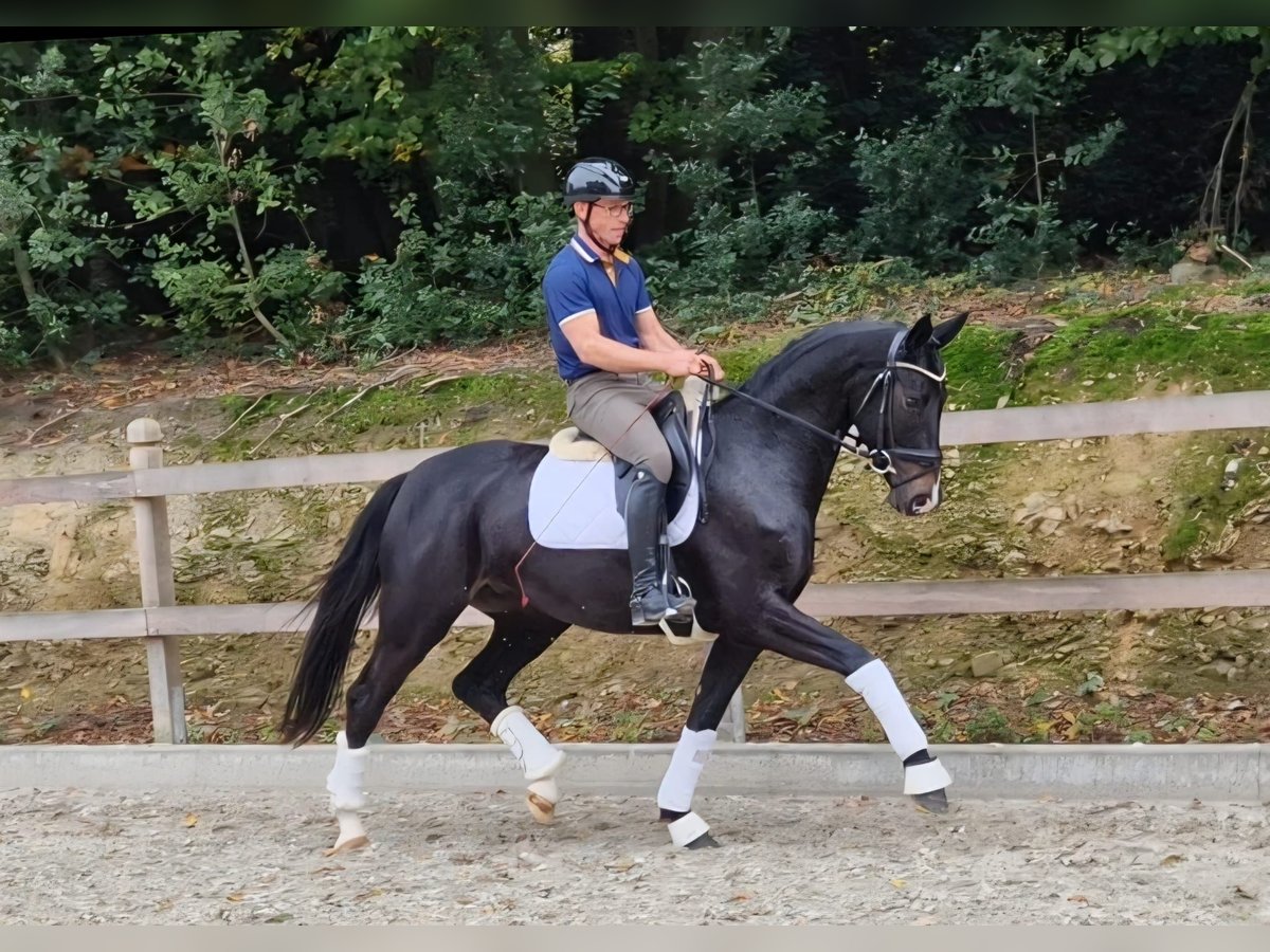 Oldenburger Stute 4 Jahre 165 cm Schwarzbrauner in Bramsche
