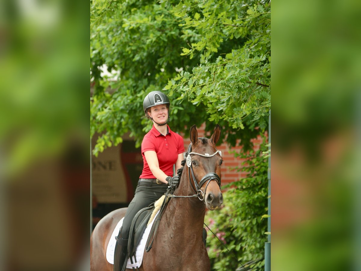 Oldenburger Stute 4 Jahre 166 cm Brauner in Lohne (Oldenburg)