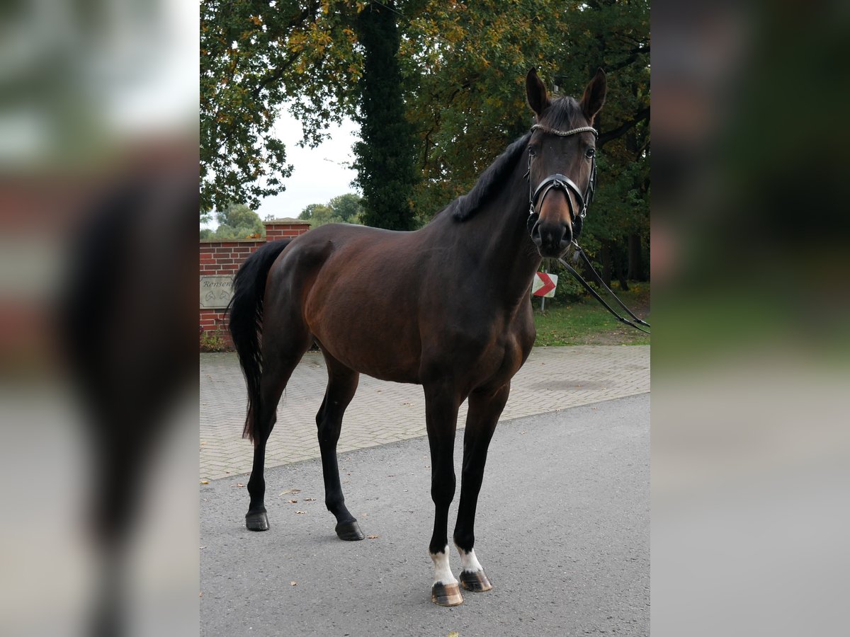 Oldenburger Stute 4 Jahre 166 cm Brauner in Werlte
