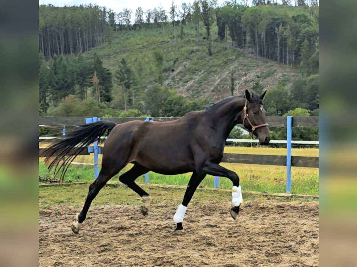 Oldenburger Stute 4 Jahre 166 cm Dunkelbrauner in Hof