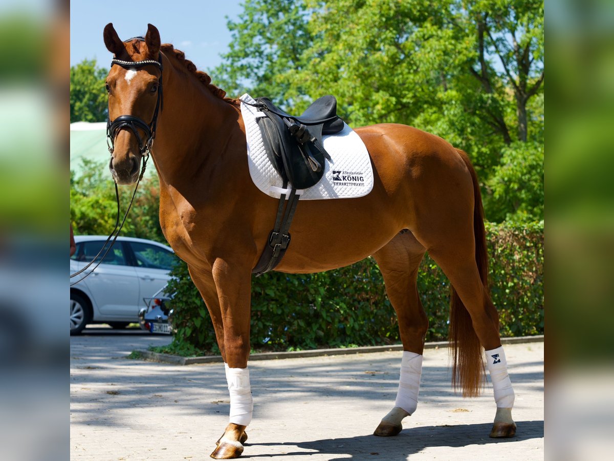 Oldenburger Stute 4 Jahre 166 cm Fuchs in Bad Boll